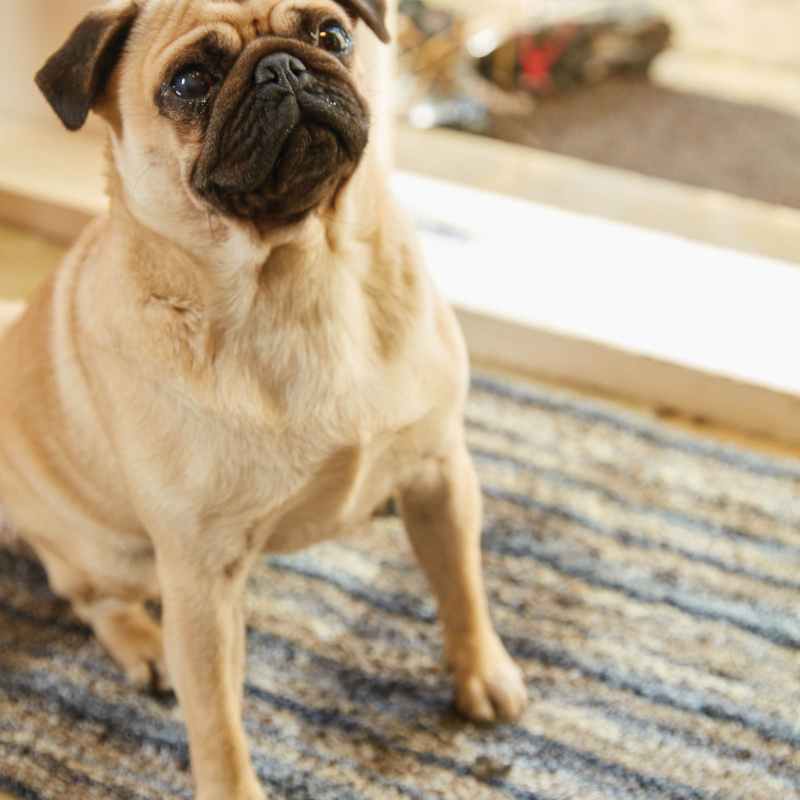 Hug Rug Plain Candy Washable Doormat in Ribbon Grey