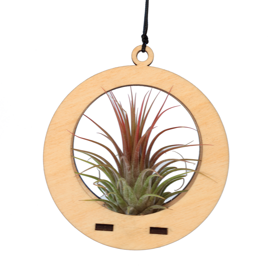 Air Plant Hanger - Circle - 2 colours
