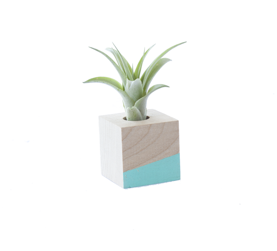 Cube Air Plant Magnet - Various Colours