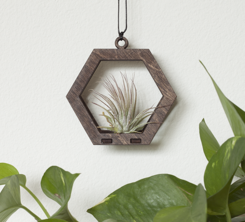 Air Plant Hanger - Hexagon - 2 colours