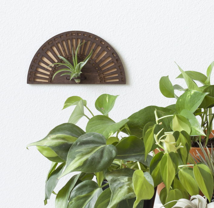 Air Plant Hanger - Sunrise Walnut