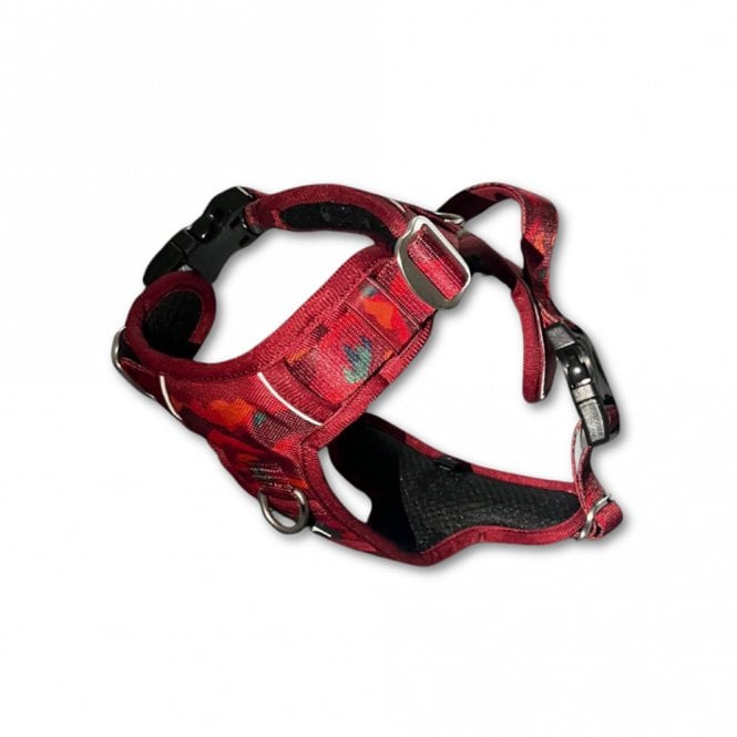 Alpenglow Adventure Harness
